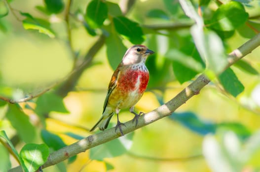 linnet sits on a branch in spring