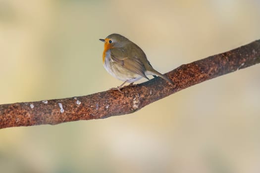 a robin sits on a branch and sunbathes in winter