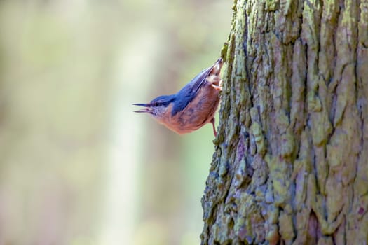 a nuthatch sits on a tree trunk and looks for food