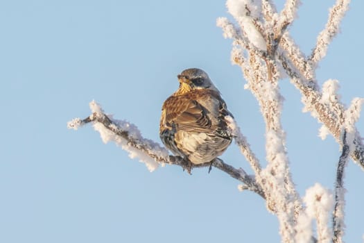 Fieldfare sits on snowy branches in cold winter time