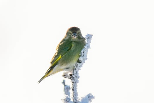 greenfinch sits on a snowy branch in the cold winter