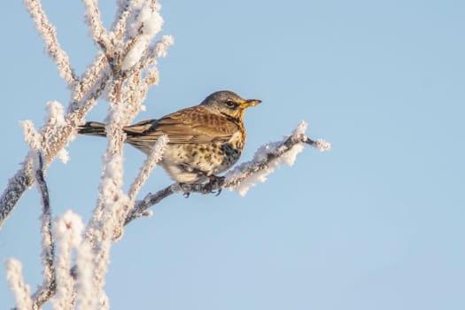 Fieldfare sits on snowy branches in cold winter time