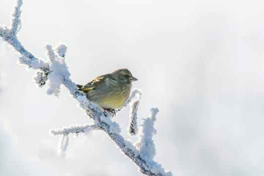 greenfinch sits on a snowy branch in the cold winter