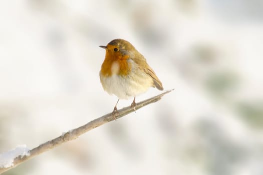 a robin sits on a branch and sunbathes in winter