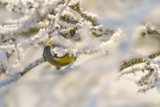 a blue tit sits on snowy branches in cold winter time