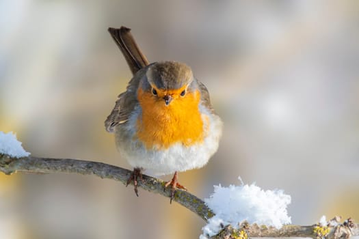 robin sits on a snowy branch in winter