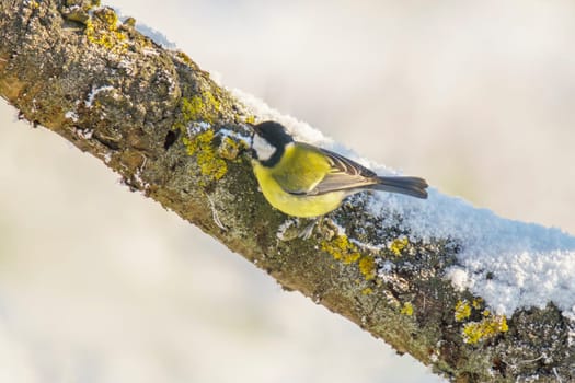 Great tit sits on snowy branches in cold winter time