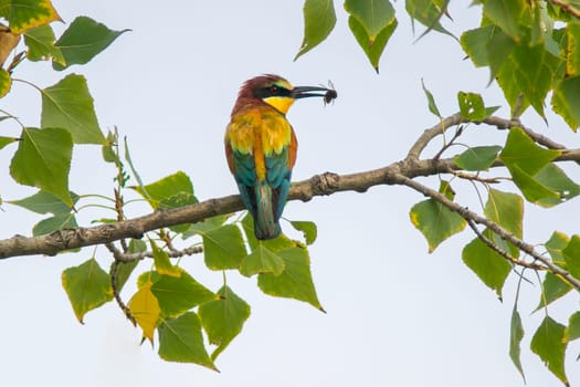 a bee-eater with prey sits on a branch