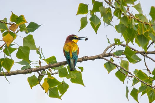 a bee-eater with prey sits on a branch