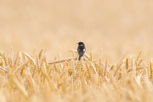 stonechat sits on an ear in a wheat field