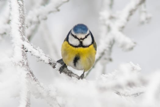 a blue tit sits on snowy branches in cold winter time
