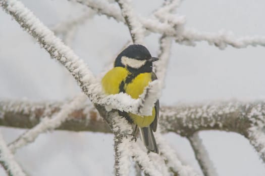 Great tit sits on snowy branches in cold winter time