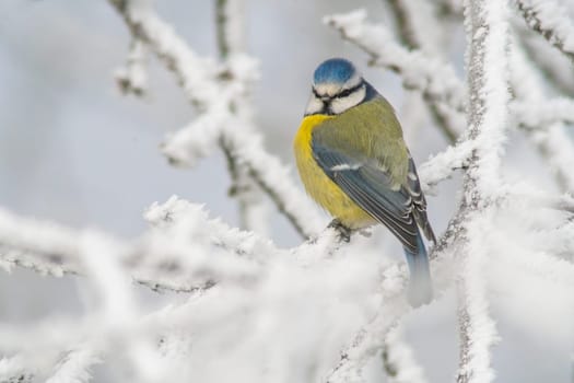 a blue tit sits on snowy branches in cold winter time