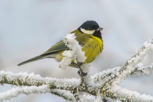 Great tit sits on snowy branches in cold winter time