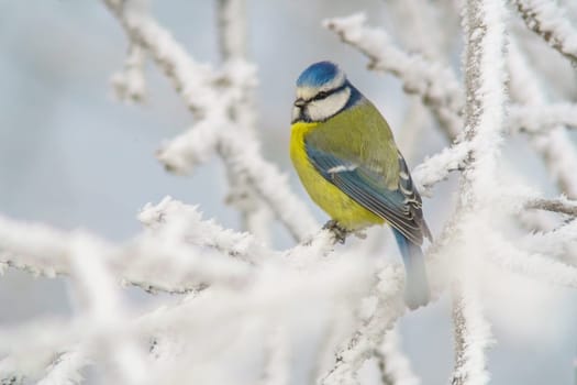 a blue tit sits on snowy branches in cold winter time