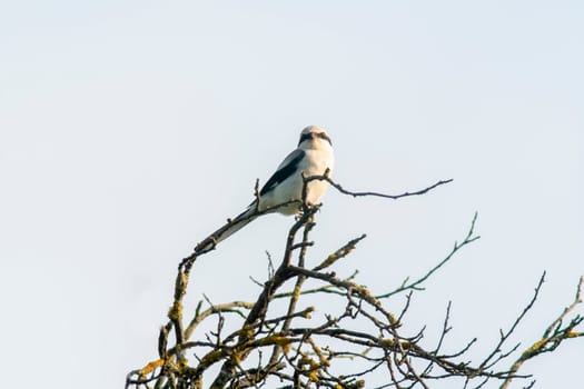 gray shrike sits on a branch and looks for prey