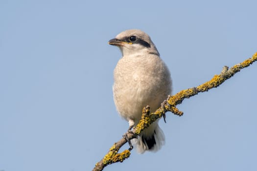 gray shrike sits on a branch and looks for prey