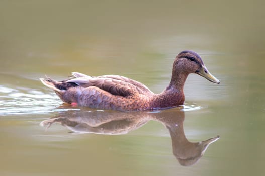 mallard swims on a pond