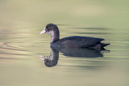 coot swims on a pond