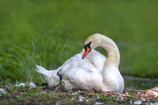 adult swan sits on the shore of a lake
