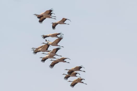 two cranes fly in the blue sky in spring