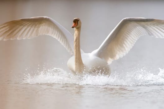 adult swan landing on a lake