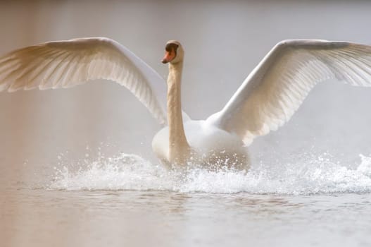 adult swan landing on a lake