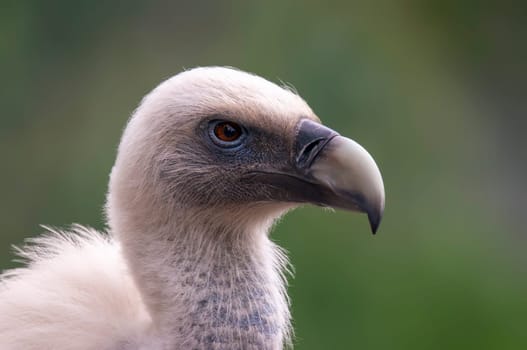 a portrait of a vulture