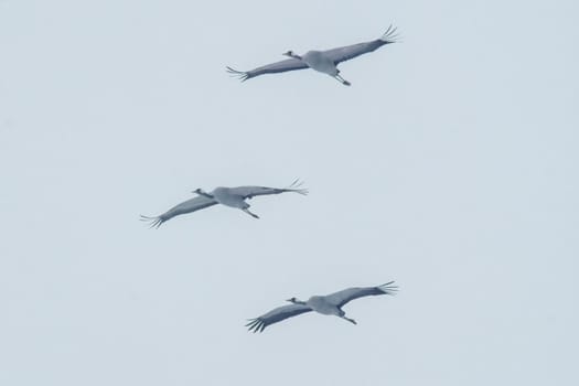 two cranes fly in the blue sky in spring