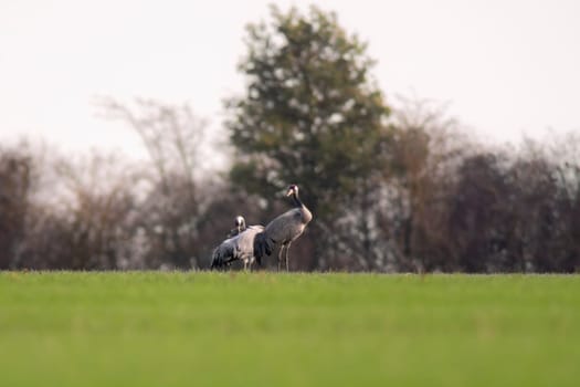 two cranes stand on a green field in spring