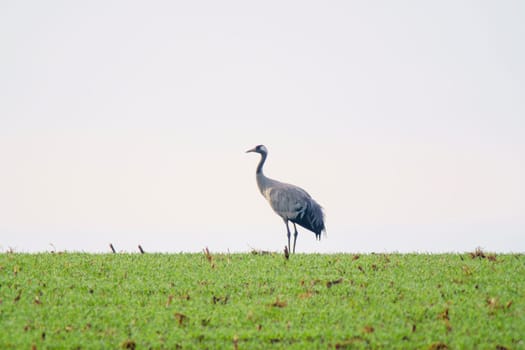 one crane stand on a green field in spring