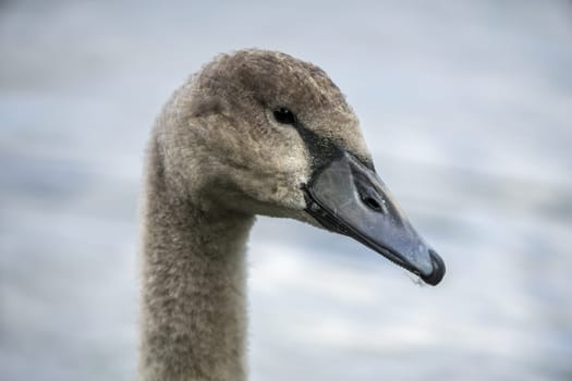 a Portrait of a young swan