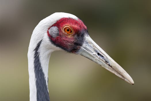 portrait of a beautiful crane