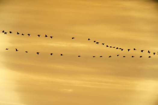 a flock of wild geese fly into the sunset