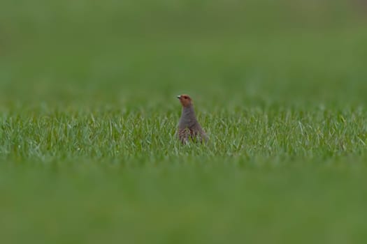 small partridge looks out of a green wheat field in spring