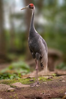 one crane stands at the edge of a forest in spring