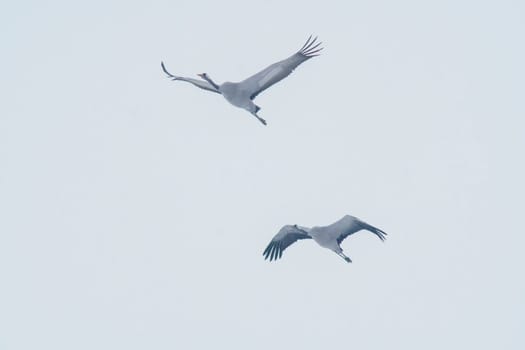 two cranes fly in the blue sky in spring