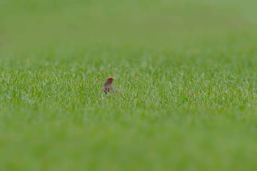 small partridge looks out of a green wheat field in spring