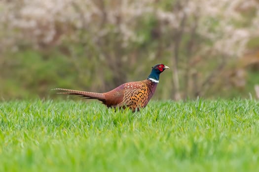 a pheasant rooster in a green field in spring