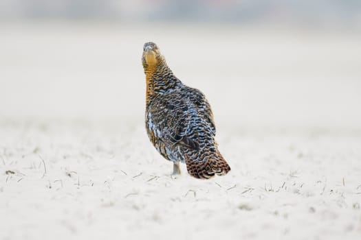 grouse hen on a snowy forest in winter