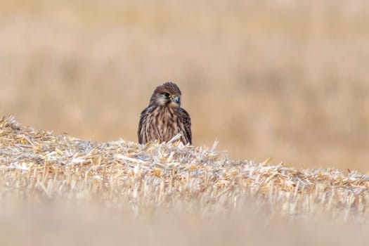a kestrel perches on a harvested wheat field in summer