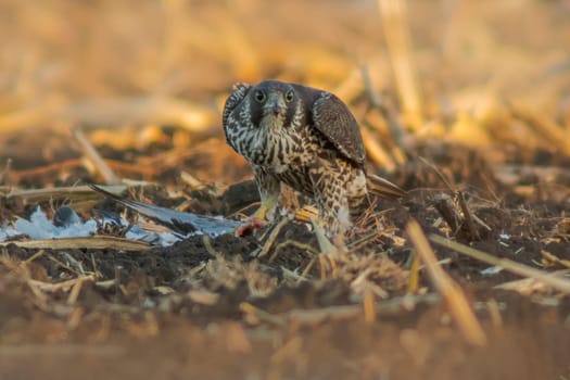 a peregrine falcon sits on a harvested wheat field and eats its prey
