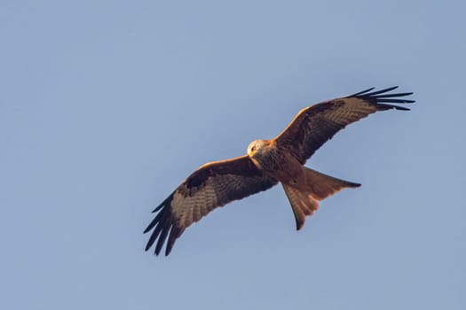 a red kite flies in the blue sky looking for prey