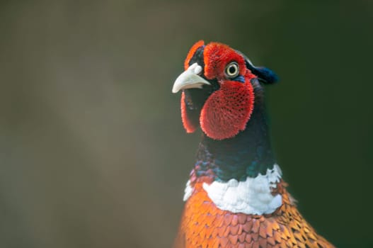 portrait of a pheasant rooster