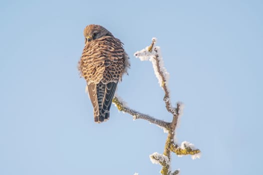 a kestrel perches on a snowy branch on a tree in winter