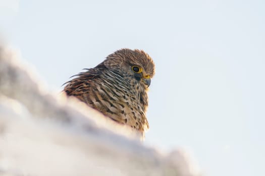 a kestrel perches on a snowy branch on a tree in winter