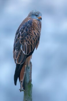 a red kite sits on a branch and looks for prey