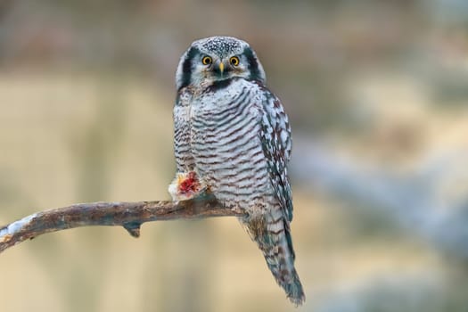 a hawk owl sits on a branch and eats its prey