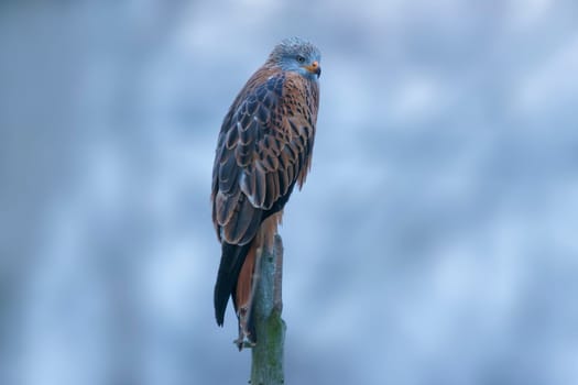 a red kite sits on a branch and looks for prey