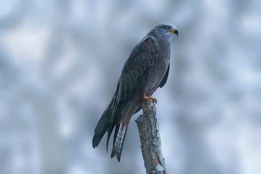 a black kite sits on a branch and looks for prey